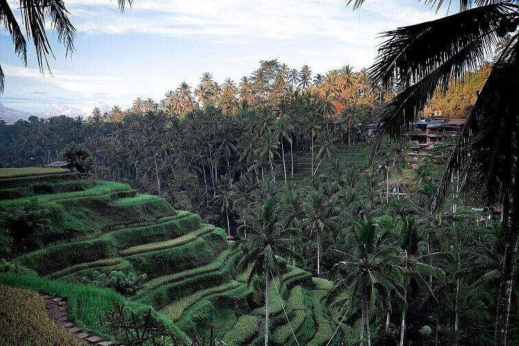 Agriculture in Indonesia