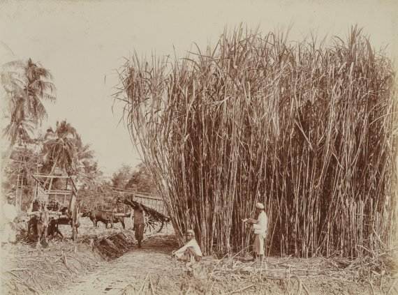 Sugar Plantation