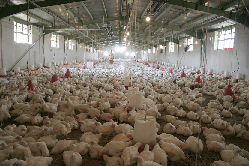 Poultry farm 2