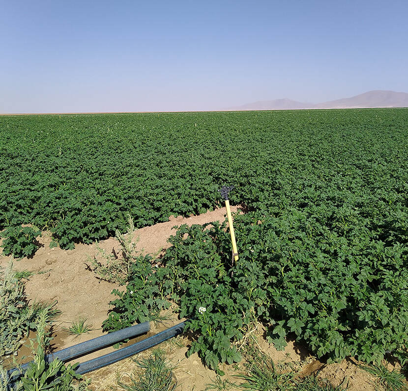 Veld aardappelen, beregening met sprinklers