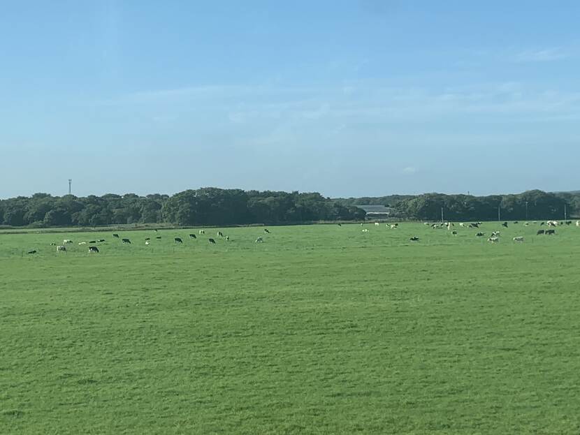 Dairy cows grazing in a field in in Hokkaido