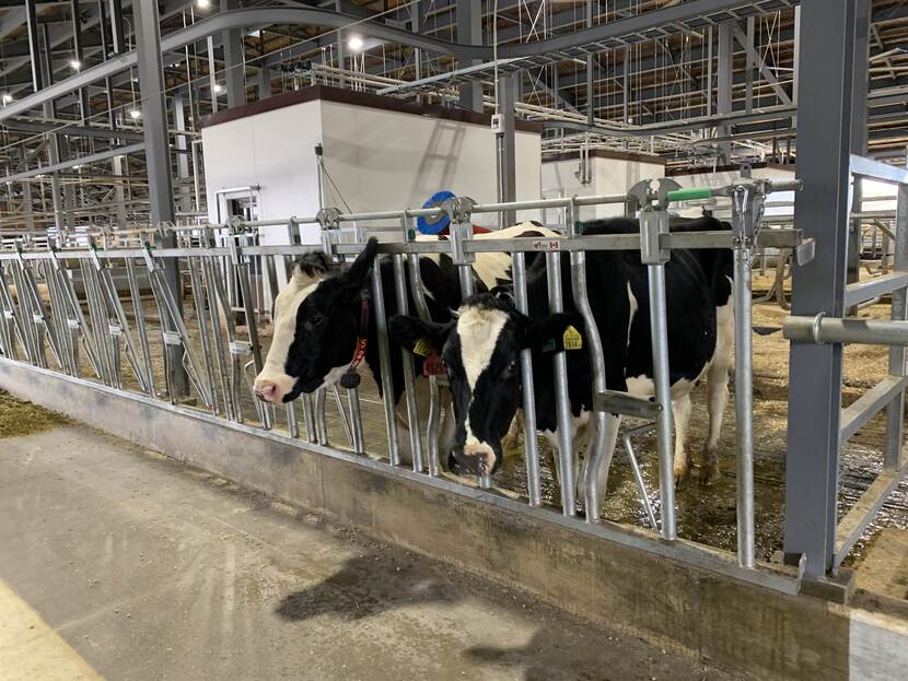 The dairy barn of Dream Hill is equipped with 16 Lely milking robots