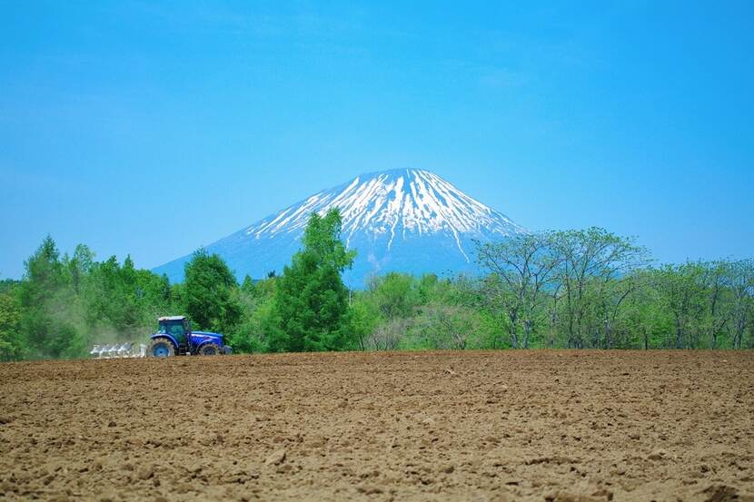 Potato farm in Hokkaido