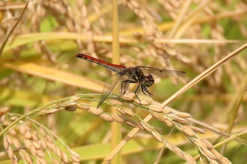 Rice ear and Dragonfly