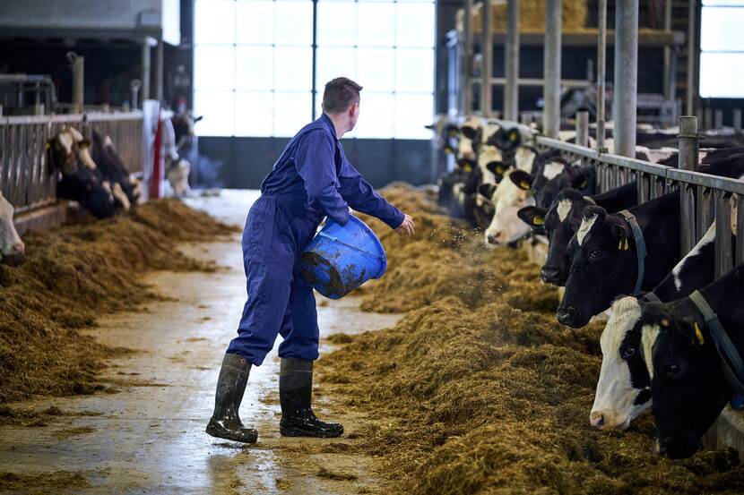 Young Dutch livestock farmer