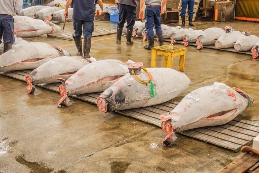 Frozen tunas, tails cut off in the wholesale market