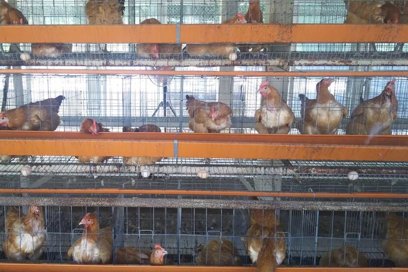 Hens in the cage