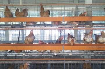 Poultry farm in Japan