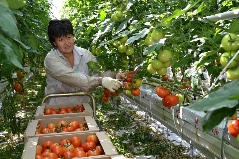 Kazachstan tomatoes