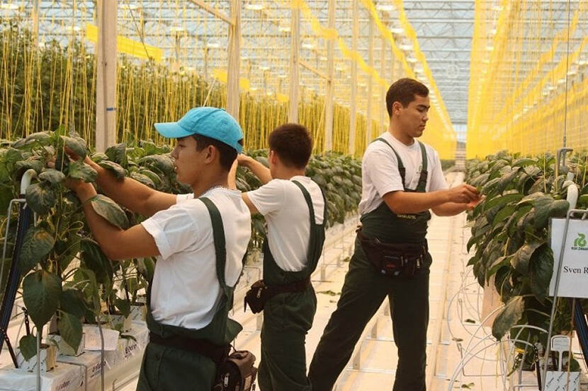 Hightech tuinbouwkas in Kazachstan
