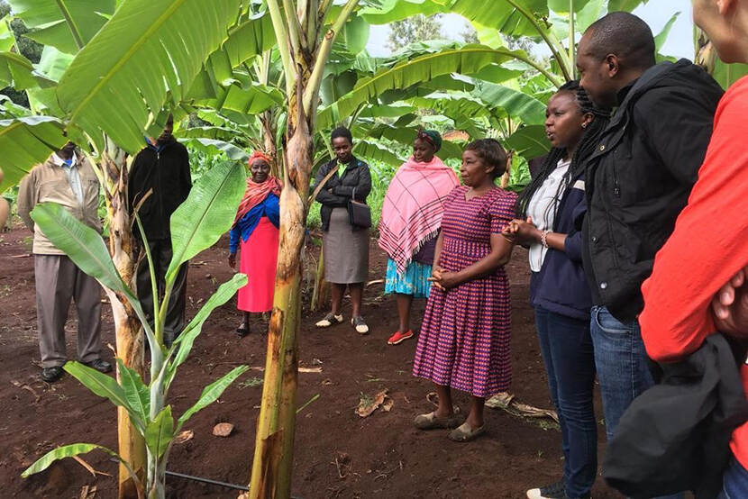 Bananenplantage bij Mount Kenia