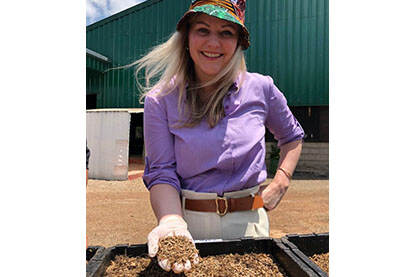 Minister Schreinemacher holding larvae from the Black Soldier Fly