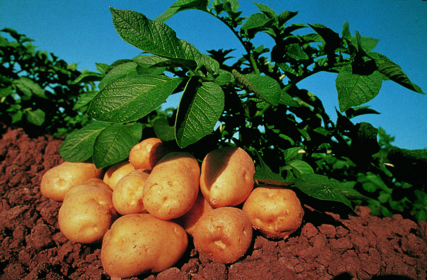 Potato plant in the field