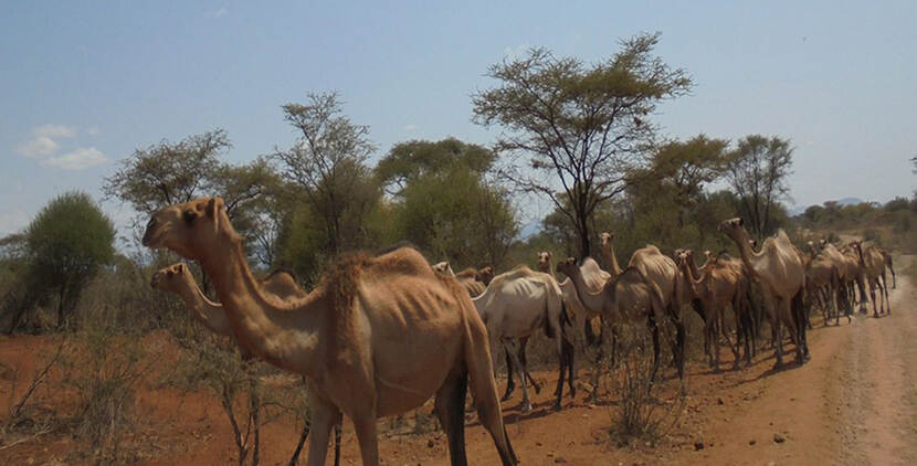 Kamelen zijn een vaak voorkomend beeld in de droge regio’s van Kenia