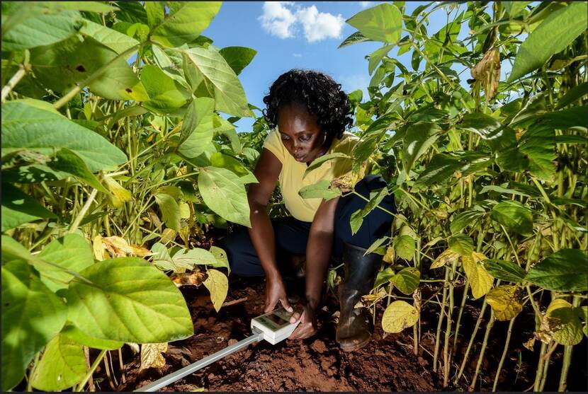 Climate-smart soils: testing soil health in Western Kenya