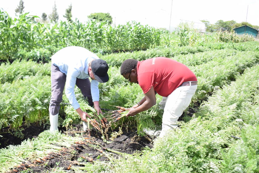 Harvesting the first test batch of carrots farmed in soil with a high salt content