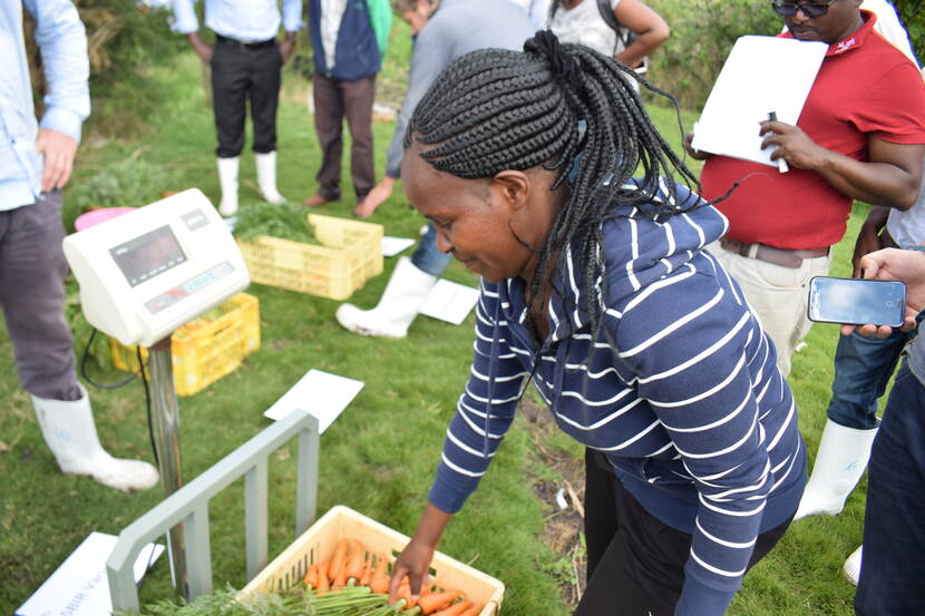 The team compares the weight of the local carrots and salt-tolerant carrots