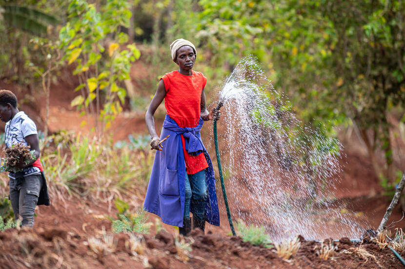Mlango Farm - woman irrigating