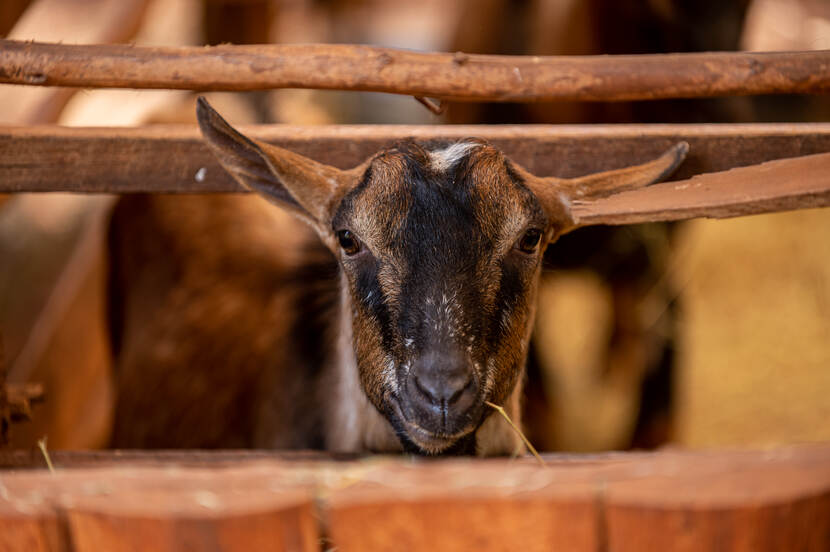 Mlango Farm - happy goat