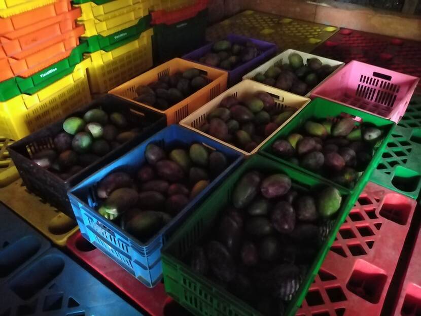 Keniaans voorbeeld van zero energy gekoelde en aggregatiefaciliteit voor avocado