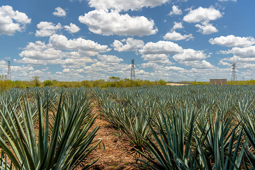 Mexico landbouw