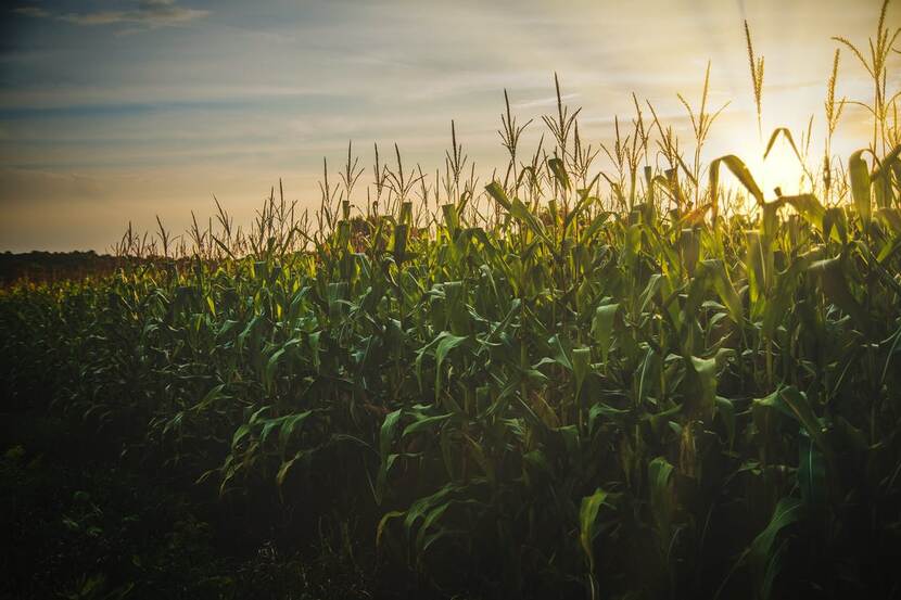 Corn Fields