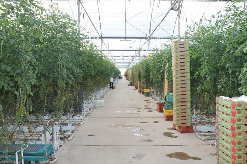 Tomaten vormen de belangrijkste beschermde teelt in Mexico