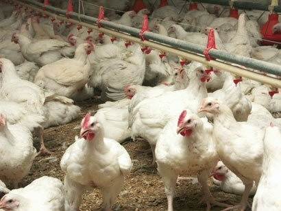 Poultry sector