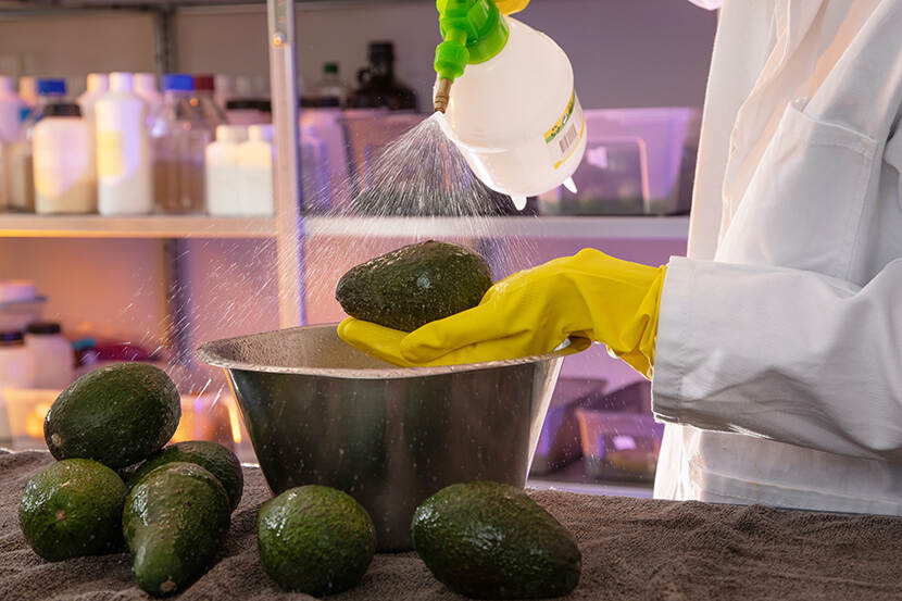 Liquidseal wordt op avocado's aangebracht