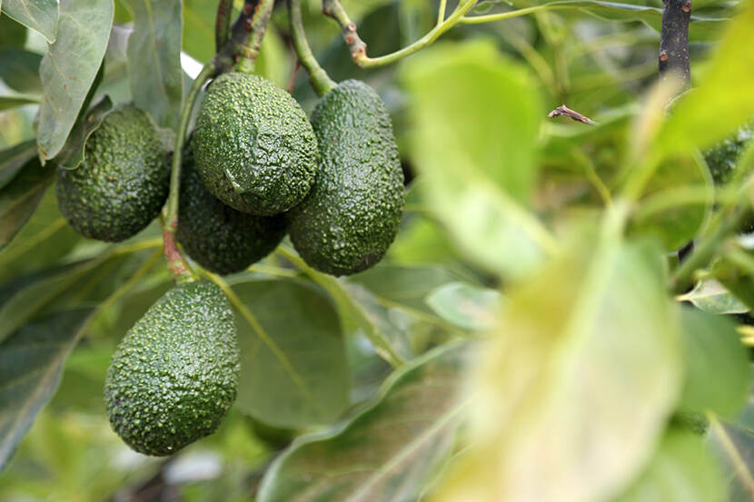 Mexicaanse avocados in de boomgaard