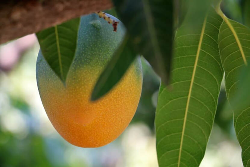 Mexicaanse mango in de boomgaard