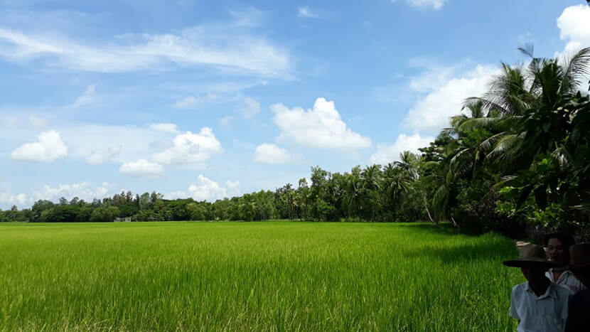 Myanmar rijst