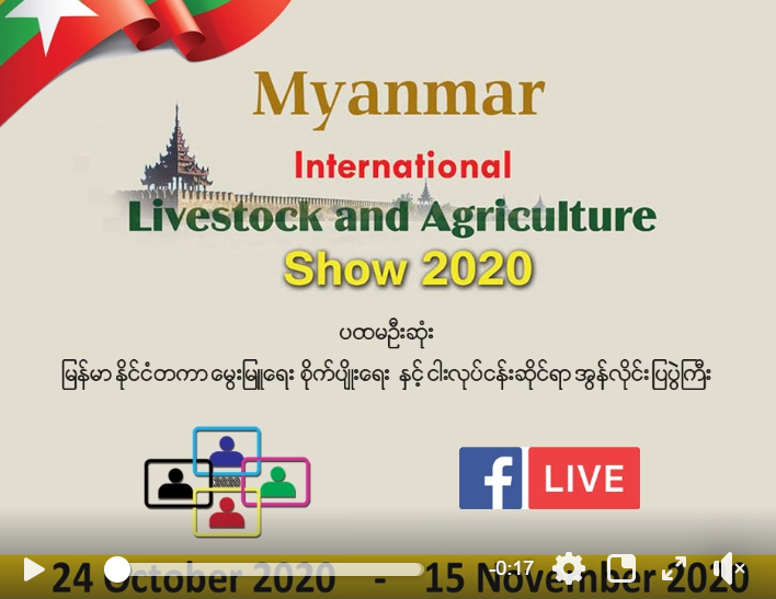 myancmar livestock event
