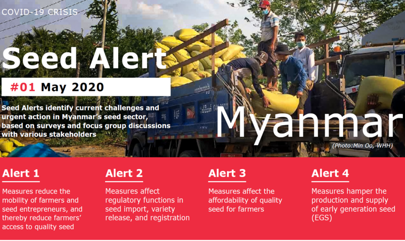 Myanmar Seed Alert Report