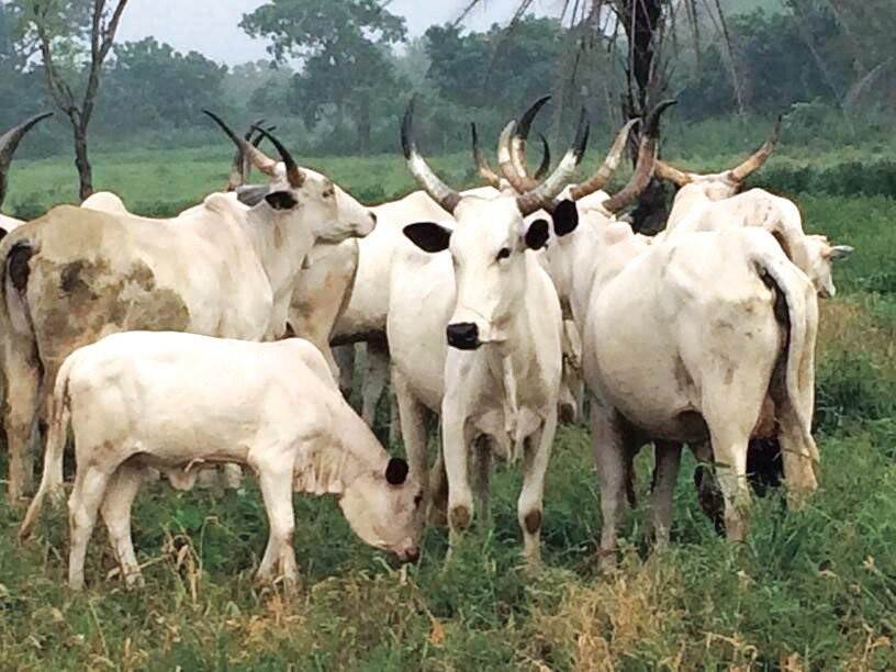 Nigeria_Dairy
