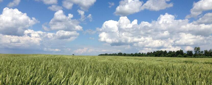 Grain field Bontrup Ukraine