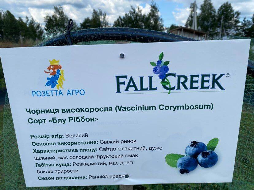 Fall Creek Blueberry Ukraine