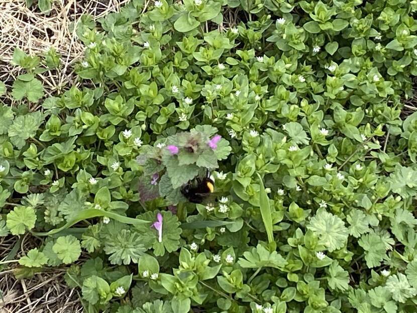 Bumblebee near Chornobyl Nuclear Plant 2021