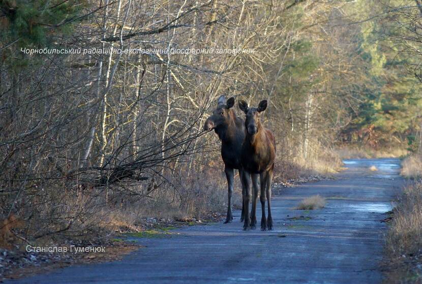 Elks in Chornobyl Natural Reserve