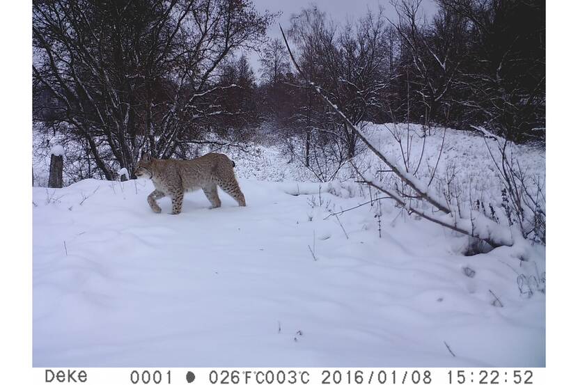 Lynx in Chernobyl Natural Reserve