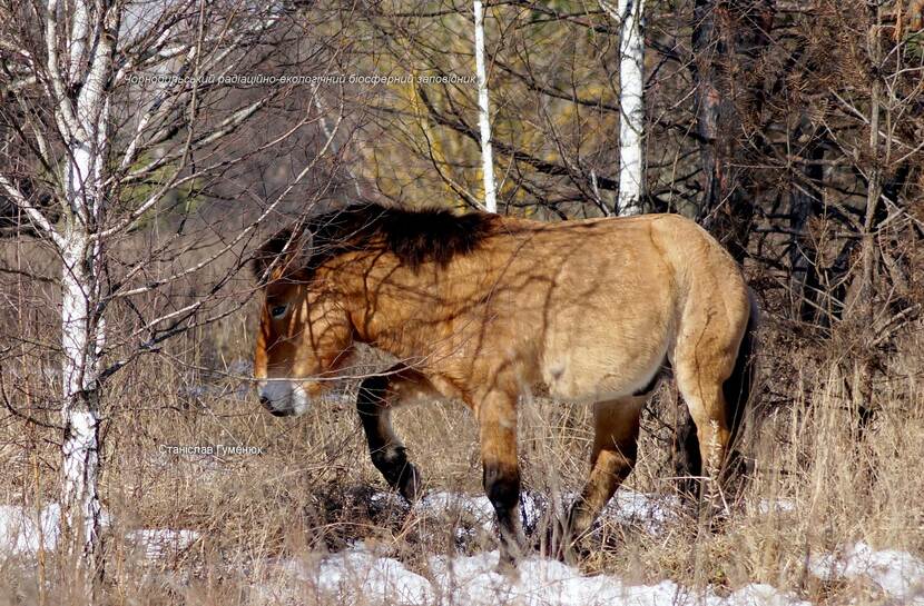 Przewalski's horse in Chenobyl Natural Reserve