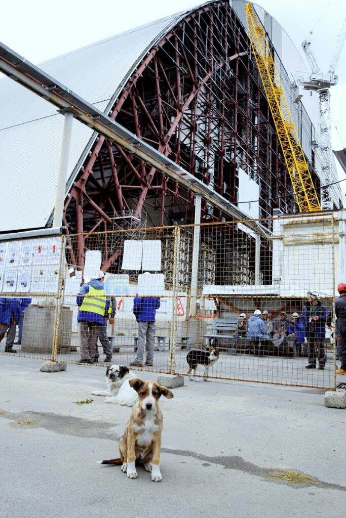 stray dogs of Chernobyl
