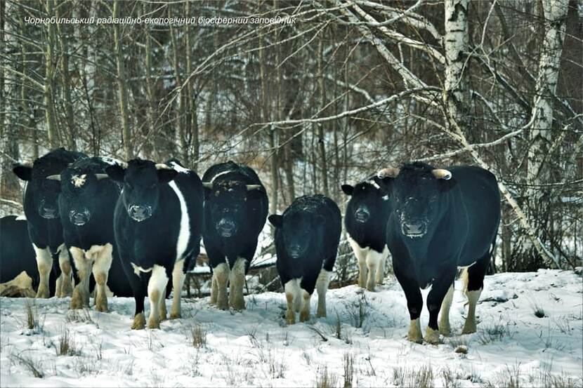 Chornobyl cows