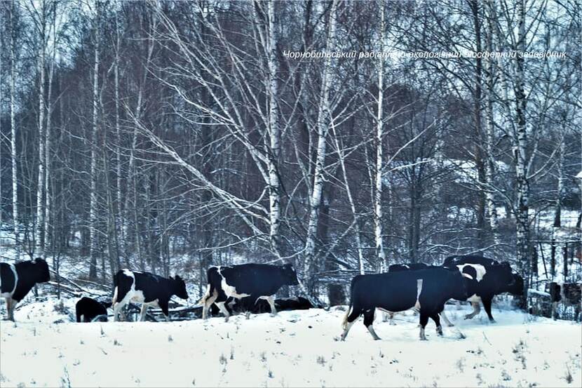 Chornobyl cows 2