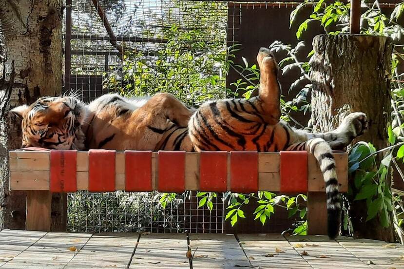 Tsezar tiger resting in his hammock