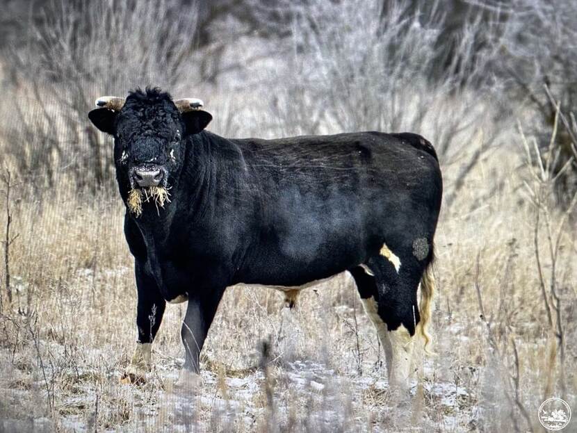 Exclusion zone bull in Ukraine