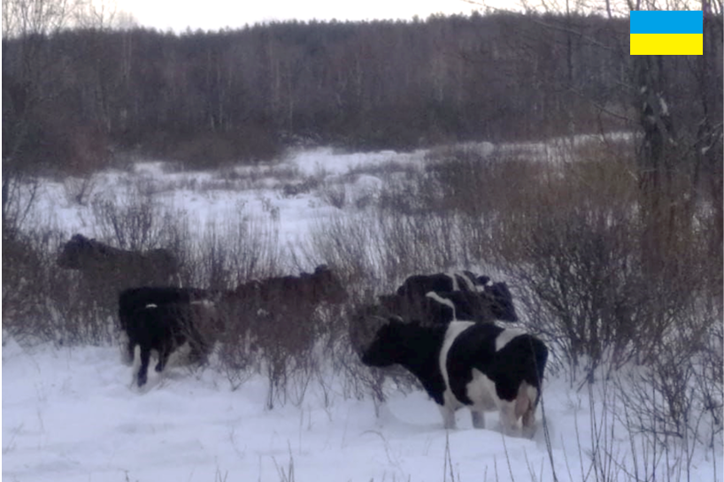 Exclusion zone cows Ukriane