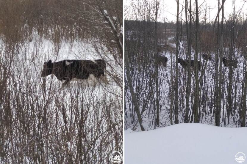 Exclusion zone cows