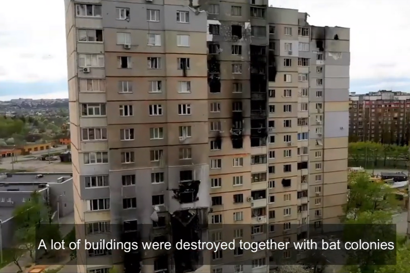 Bats in destroyed buildings in Kharkiv Ukraine