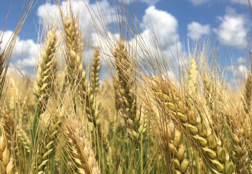 Grain crop